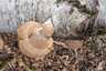 Nyírfa-tapló (Fomitopsis betulina), Csokonyavisonta